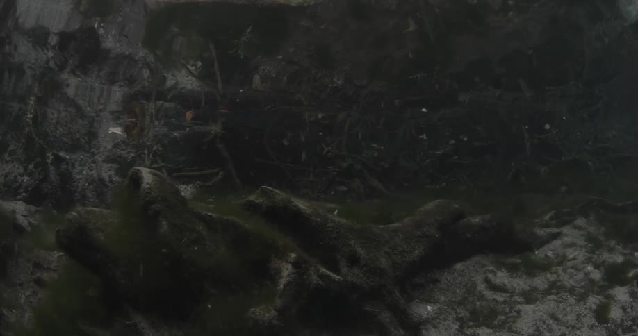 Video of an old log on the bottom of the ocean floor
