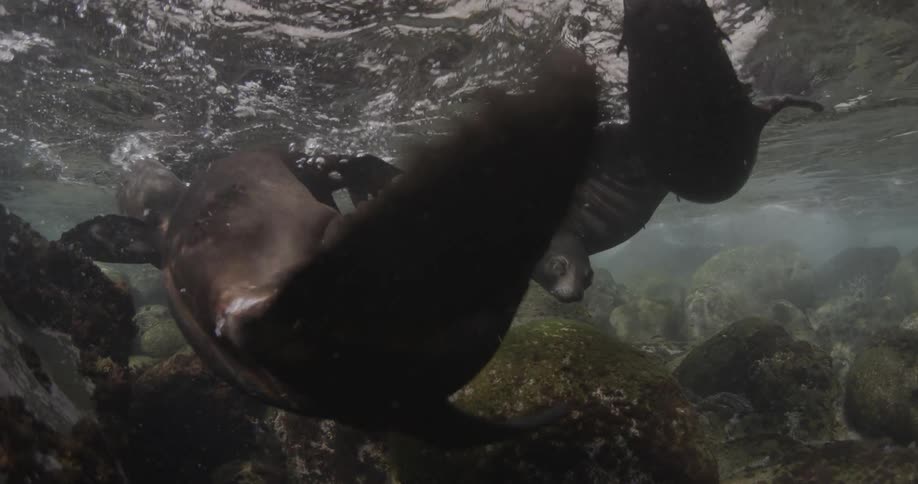 Sea lions swim around in shallow water