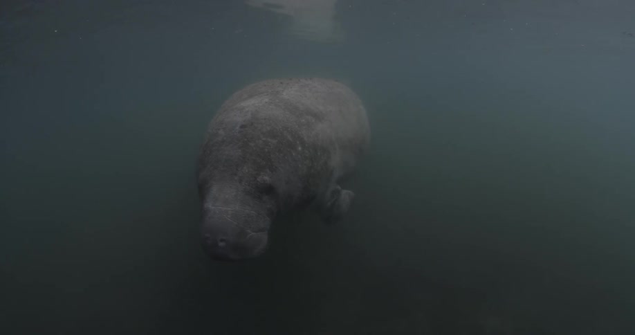 A large manatee is slowly swimming around the ocean