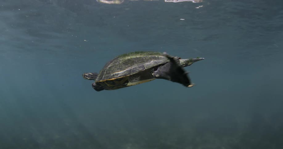 A sea turtle is swimming in the water