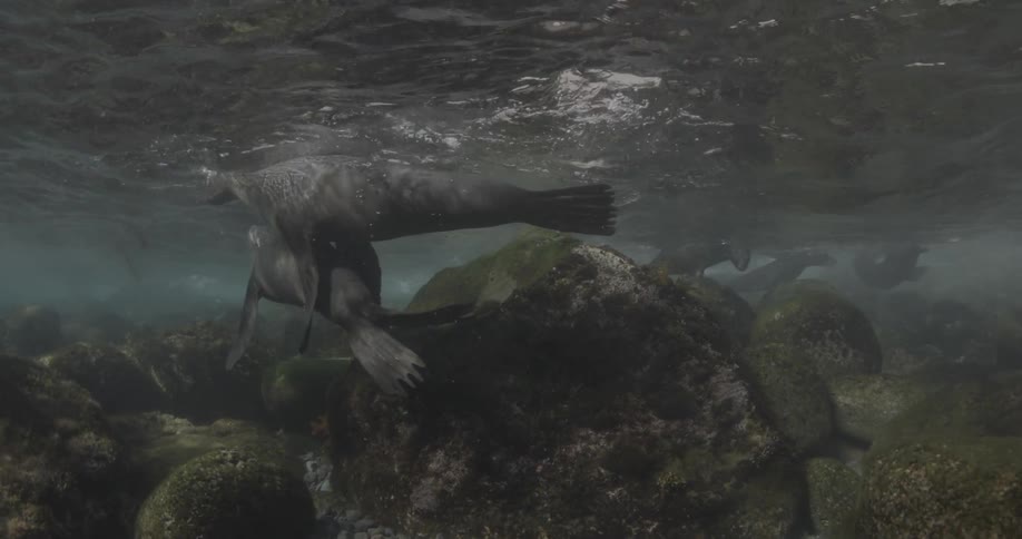 A group of sea lions are swimming around ocean rocks