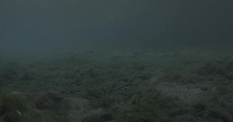 Fish swim at the bottom of murky water