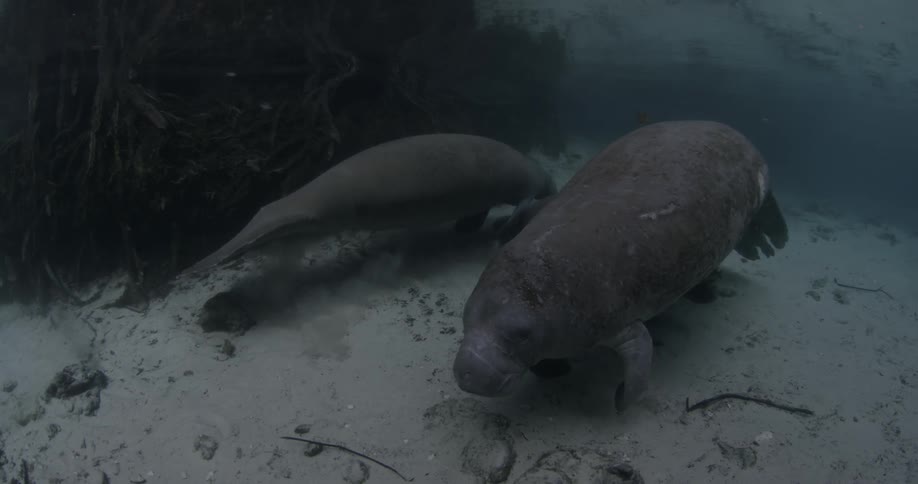 A couple of sea lions resting and looking around on the floor of the ocean