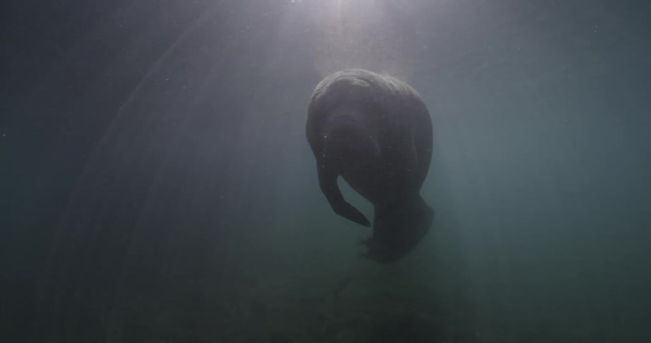 A manatee rests in the water