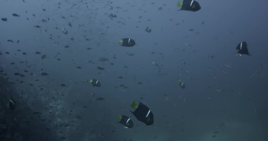 Black and white striped fish swimming near the ocean floor