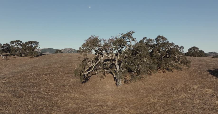 A revealing footage of a vast grassland