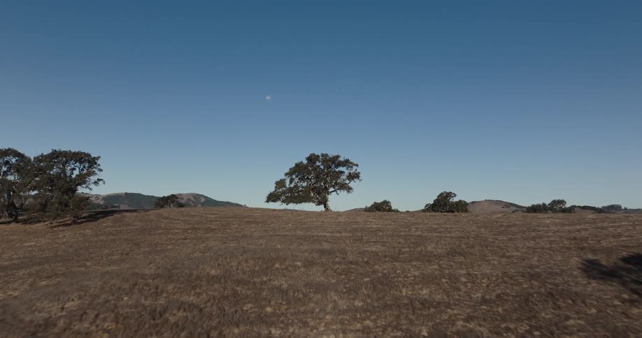 A solitary gnarled tree stands prominently on a barren hilltop surrounded by rolling dry hills under a vast clear blue sky with a sliver of a moon visible