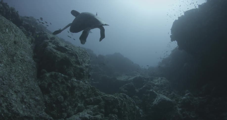 A sea turtle swims at the bottom of the ocean