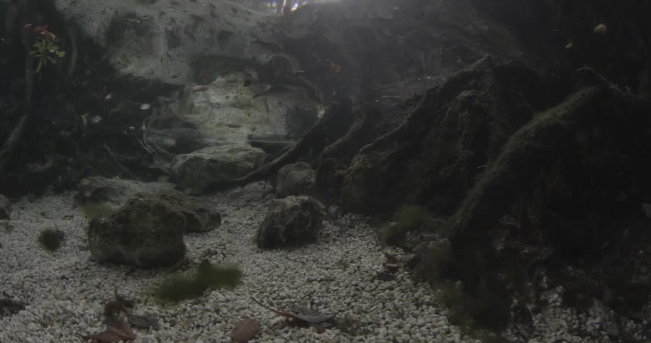 Small fish swimming around the shallow end of the ocean