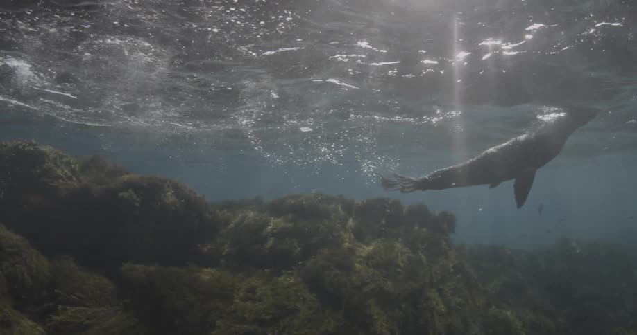 Two seals swim under the water on a sunny day