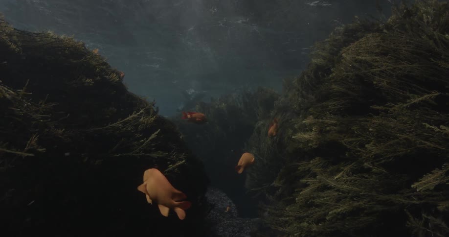Fish swimming around some seaweed underwater