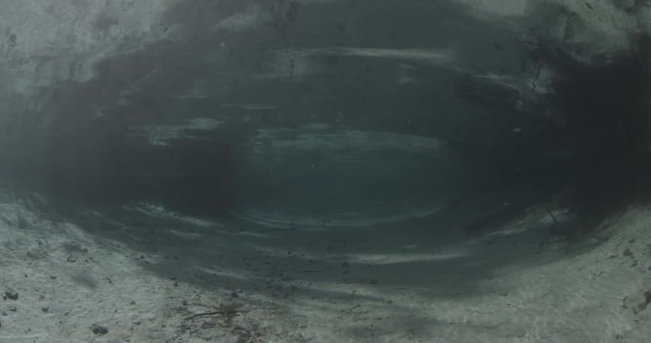 An underwater scene of the bottom of the ocean floor