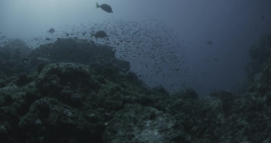 A school of fish swim around in the water