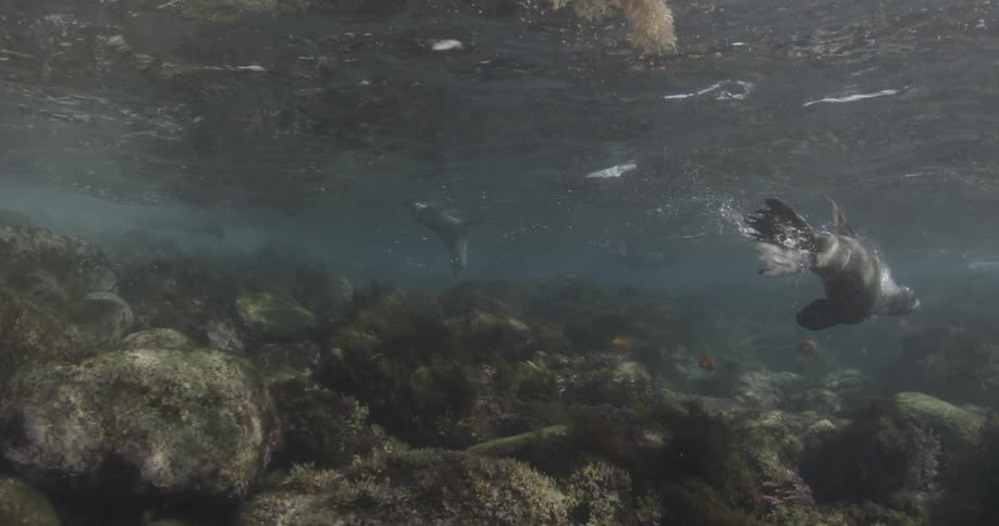 Seals swimming just below the surface of the water in a shallow rocky area