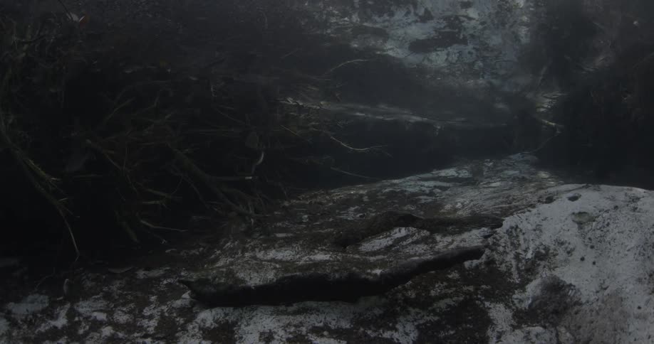 A couple small fish are swimming near tree roots in the ocean