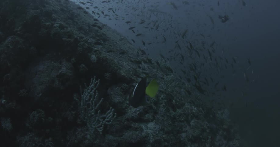 A group of fish swim in the dark water