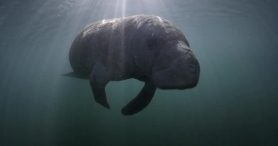 A seal swims in brightly lit water