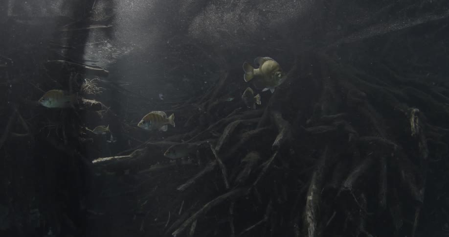 Fish swim underwater in the dark