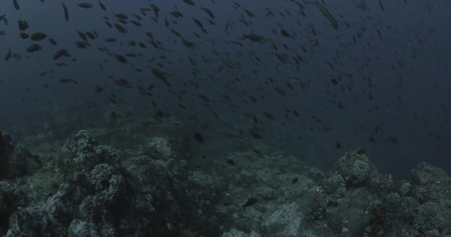 Schools of fish are swimming in a shallow trench in the ocean