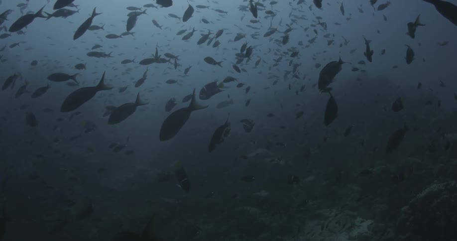 Schools of fish are swimming in the ocean during the day