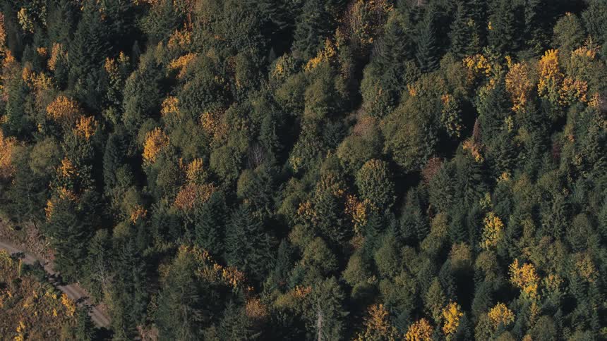 Aerial view of a forest dance