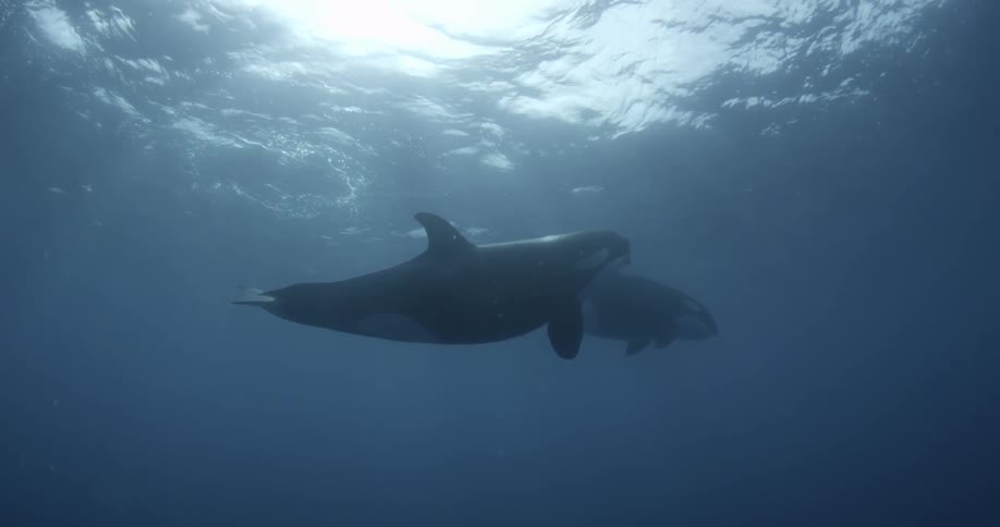 Two whales swim in blue ocean water