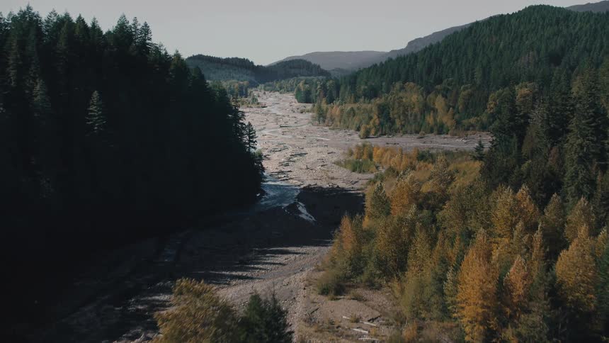 An aerial clip of the forest