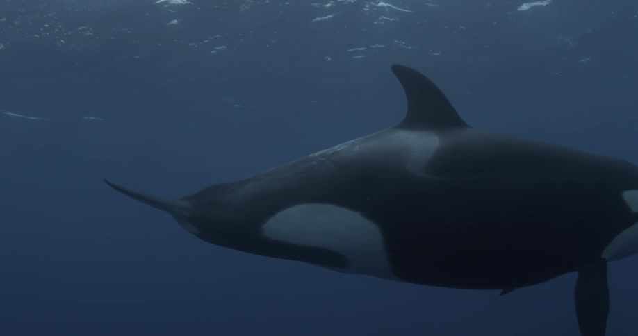A killer whale is slowly swimming underwater near the camera