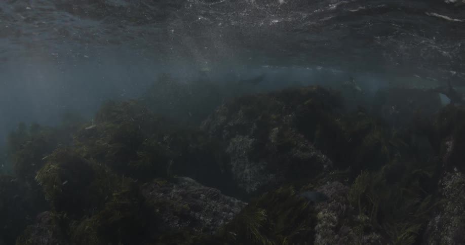 Seaweed moves in waves underwater