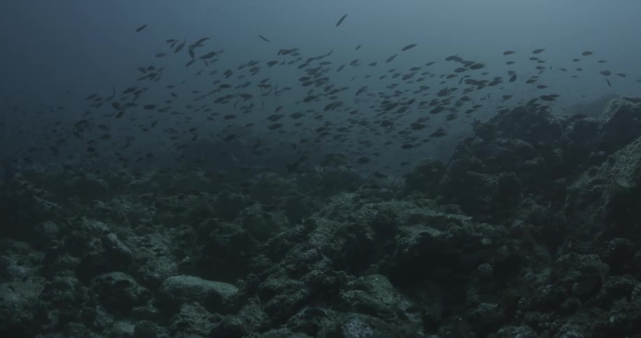 A school of fish is swimming above a rocky sea floor
