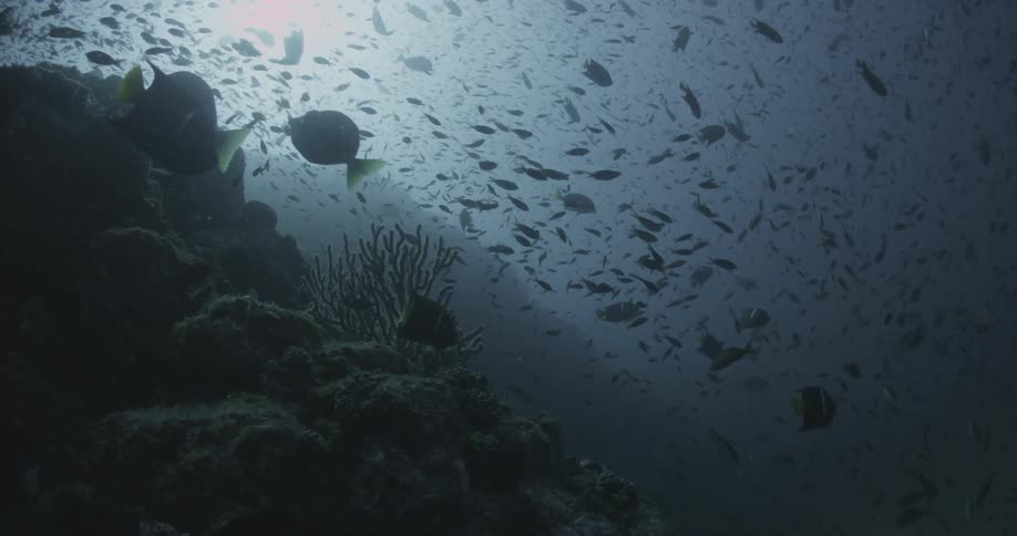 A large group of small fish swimming around the ocean