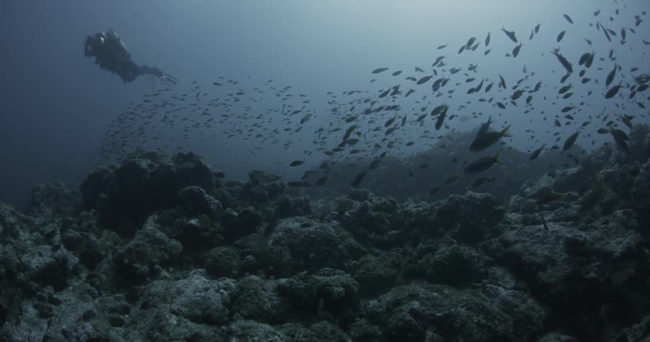 A scuba diver is underwater swimming with a large group of fish