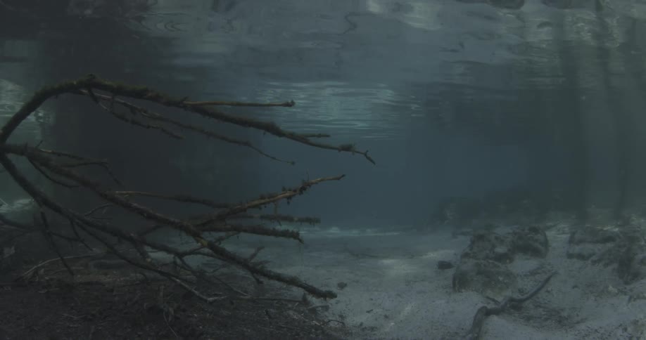 Dead limbs just below the surface of the water in a shallow area