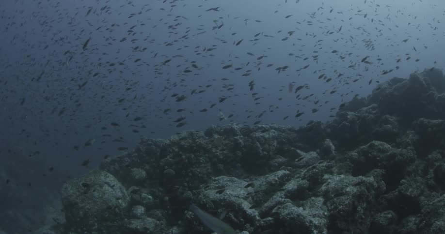 A large group of  fish swimming around some rocks underwater