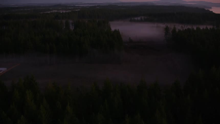 Scenery of a foggy forest at dawn