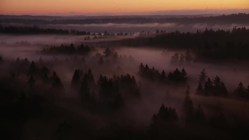 Scattered houses in a dense forest with fog