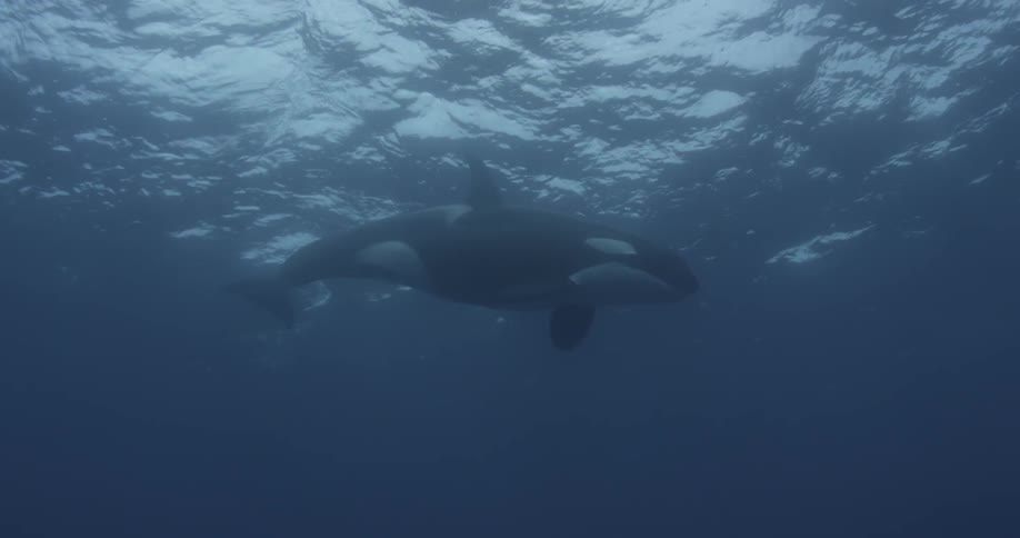 A killer whale swims in the water towards the surface