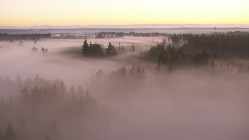 Aerial view of a dense forest covered in fog