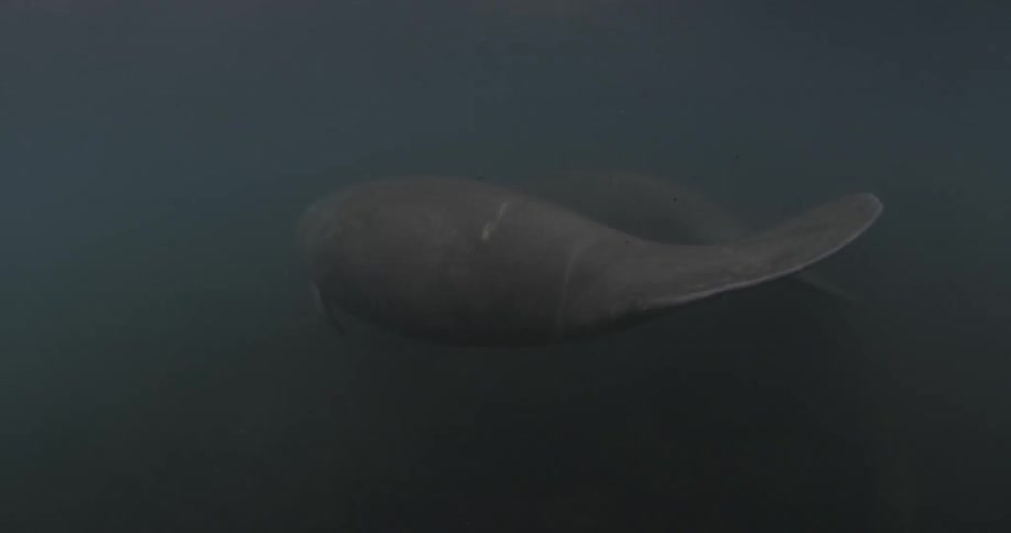 A large manatee is swimming in murky water