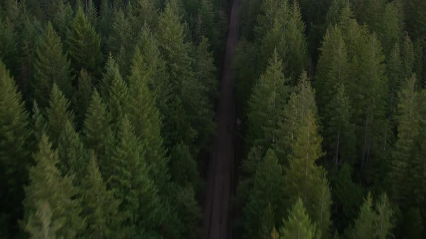 Aerial view of a road running between trees in a forest