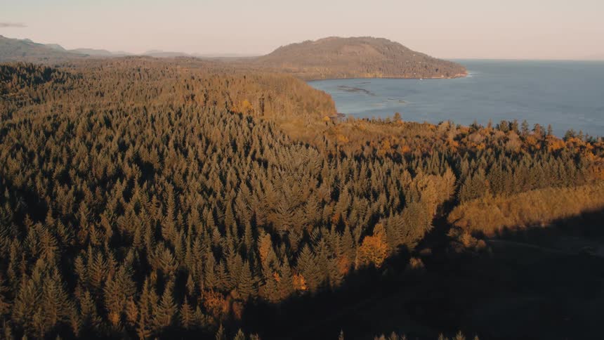 Aerial panorama of a coastline with dense forest by the sea