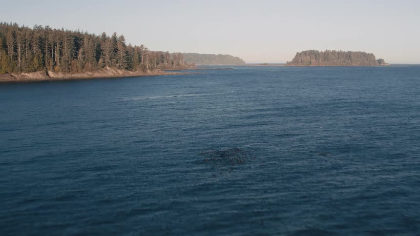 Waves flow between a forested shore and a nearby island on a foggy day