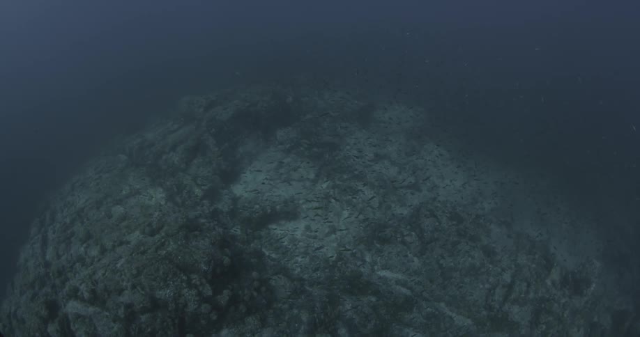 The rocks underwater have some seaweed on them