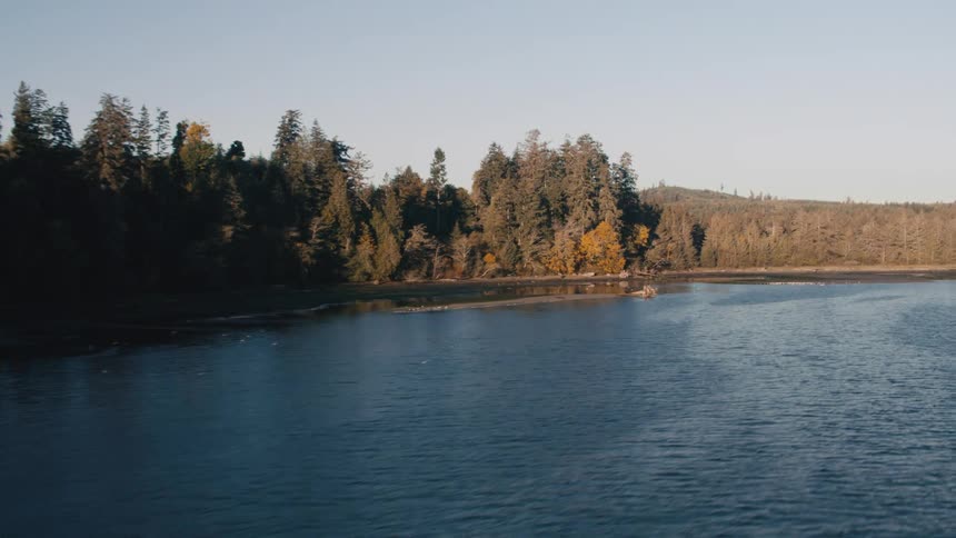 A forested shoreline meeting a calm body of water under a clear sky