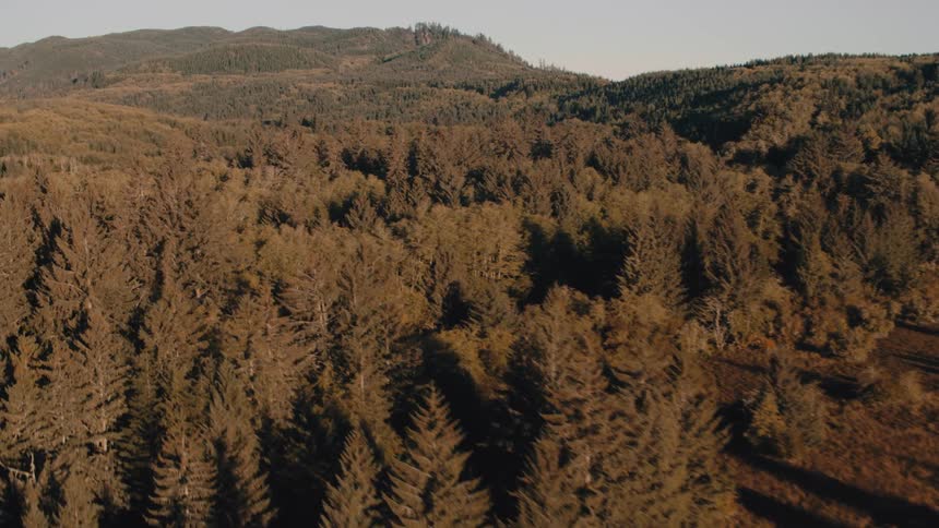 An aerial view flies left over a dense sunlit forest and rolling hills