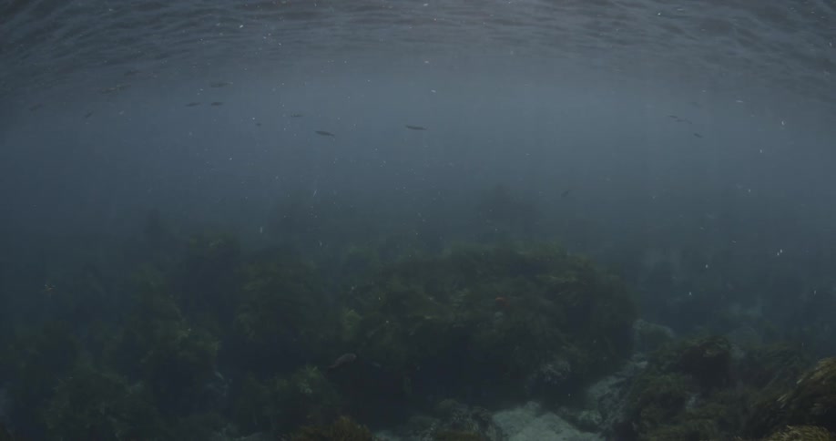 Some fish swim near the surface of the water