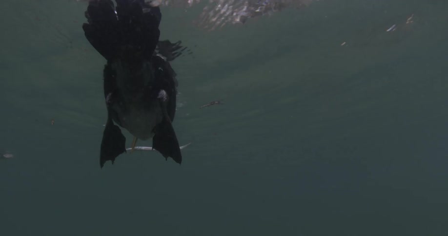 A bird sitting in the water is being filmed from below