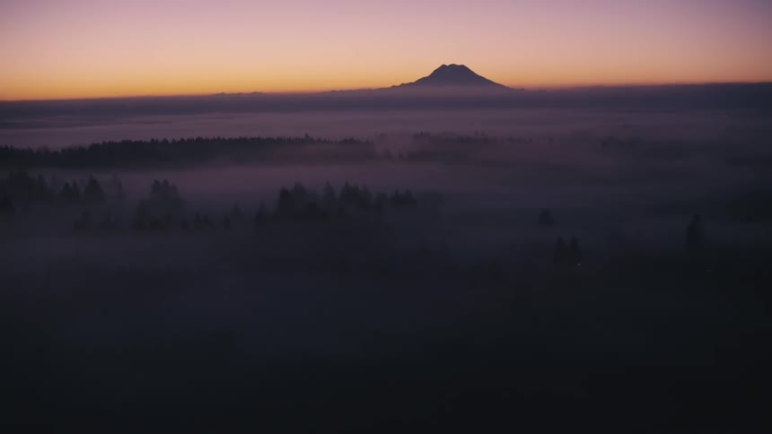 The forest is covered in a thick fog