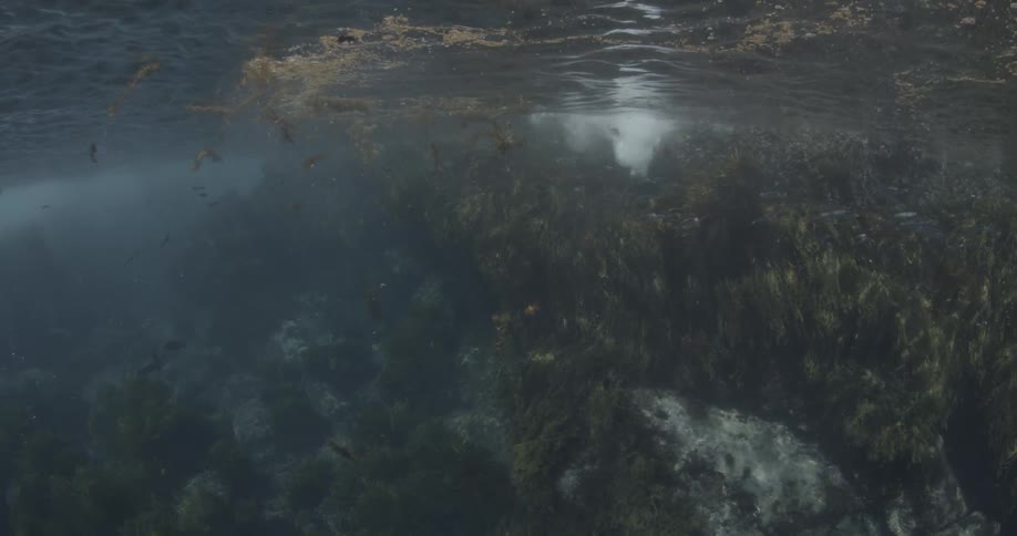 Underwater sea life in a shallow area that is only several feet deep