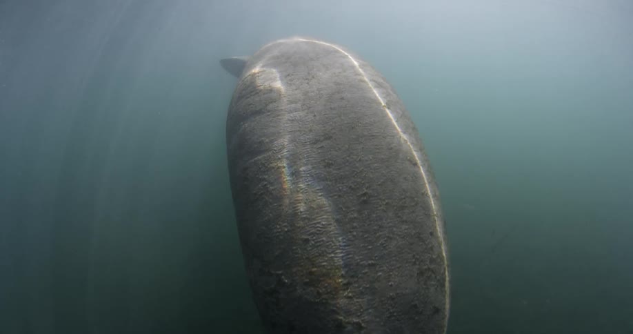 A manatee swims in the water